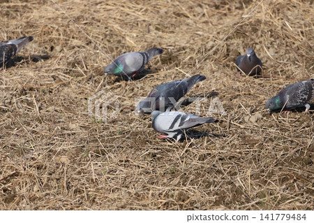 A flock of rock pigeons looking for food in the rice fields A flock of rock pigeons looking for food in the rice fields 141779484