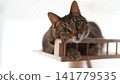 A tabby cat tilts its head and gazes from atop a cat tower. Bright copy space. 141779535