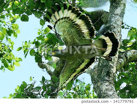 A wild bird of Japan. Iriomote Island. Crested Serpent Eagle. A wild bird of Japan. Iriomote Island. Crested Serpent Eagle. 141779791