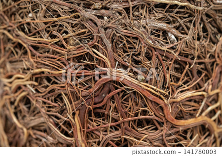 Full frame shot of plant roots bound after taking of the pot. As plants grown in containers mature, their developing roots eventually will run out of space. Full frame shot of plant roots bound after taking of the pot. As plants grown in containers mature, their developing roots eventually will run out of space. 141780003