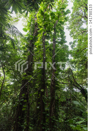 Three trees with ivy clinging high up. Three trees with ivy clinging high up. 141780133
