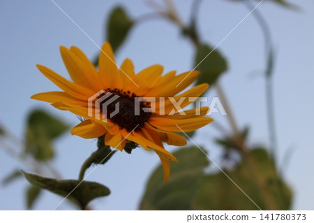 Sunflowers bloom, facing the sun. Sunflowers bloom, facing the sun. 141780373