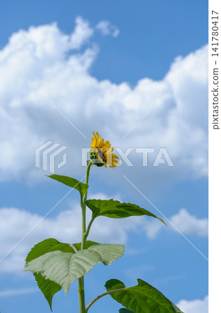 夏日藍天下盛開的向日葵 141780417