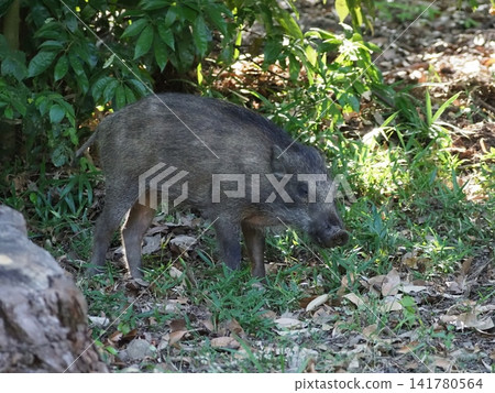 A wild boar I encountered in the mountains A wild boar I encountered in the mountains 141780564