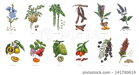 A set of botanical illustrations of superfoods and medicinal plants in a watercolor sketch style. A set of botanical illustrations of superfoods and medicinal plants in a watercolor sketch style. 141780619