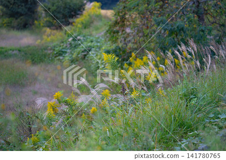 Goldenrod and Japanese pampas grass blooming in an autumn field. Goldenrod and Japanese pampas grass blooming in an autumn field. 141780765