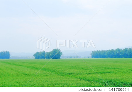 A Journey Through Hokkaido: Farms and Pastures in the Tokachi Plain in June; The Tokachi Plain in Spring A Journey Through Hokkaido: Farms and Pastures in the Tokachi Plain in June; The Tokachi Plain in Spring 141780934