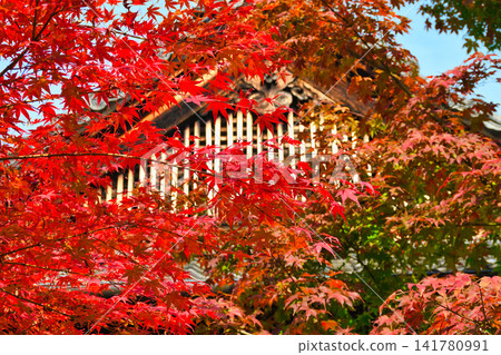 京都少林寺:美麗的秋葉(京都府京都市東山區) 京都少林寺:美麗的秋葉(京都府京都市東山區) 141780991