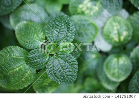 Pipilea nummularifolia leaves Pipilea nummularifolia leaves 141781007