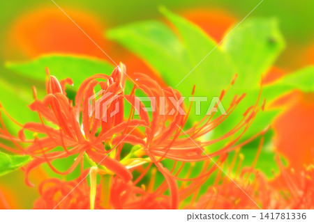 Bright red-headed cluster amaryllis Bright red-headed cluster amaryllis 141781336