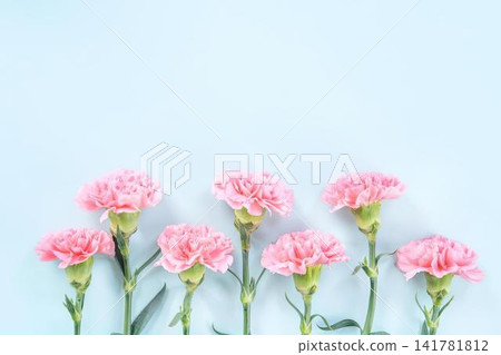 Pink carnation flowers with green stems on a light blue background 141781812