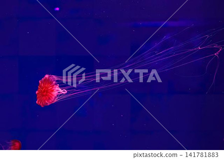Pink jellyfish swimming in dark blue ocean water 141781883