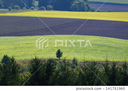 九月的美瑛風景 九月的美瑛風景 141781960
