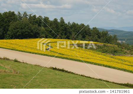 九月的美瑛風景 九月的美瑛風景 141781961