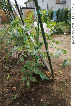 Tomato Tomato 141782217