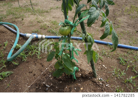 Tomato Tomato 141782285