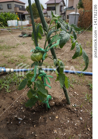 Tomato Tomato 141782286