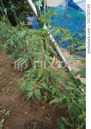 Tomato Tomato 141782289
