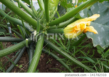 zucchini zucchini 141782310