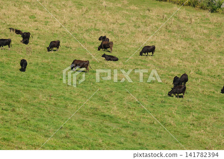 Free-range Japanese Black cattle from Hokkaido Free-range Japanese Black cattle from Hokkaido 141782394