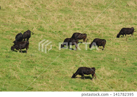 Free-range Japanese Black cattle from Hokkaido Free-range Japanese Black cattle from Hokkaido 141782395
