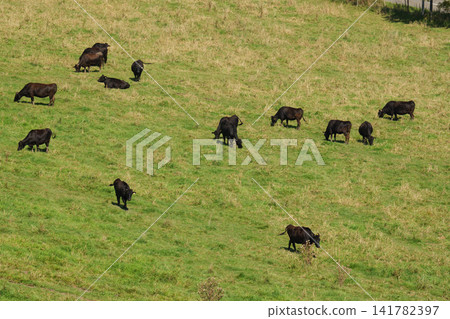 Free-range Japanese Black cattle from Hokkaido Free-range Japanese Black cattle from Hokkaido 141782397