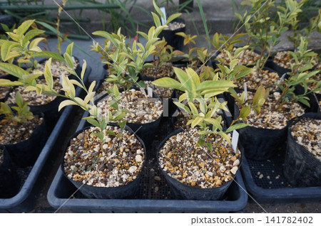 blueberry cuttings blueberry cuttings 141782402