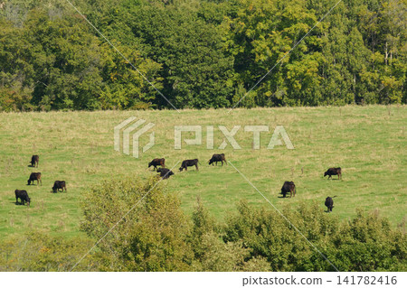 Free-range Japanese Black cattle from Hokkaido Free-range Japanese Black cattle from Hokkaido 141782416