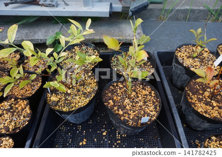 blueberry cuttings blueberry cuttings 141782425