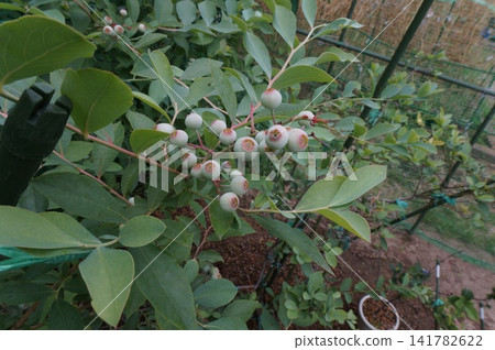 blueberry blueberry 141782622