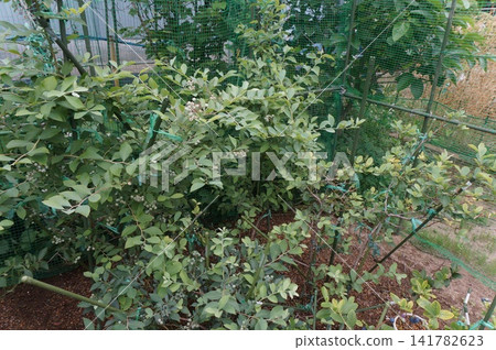 blueberry blueberry 141782623