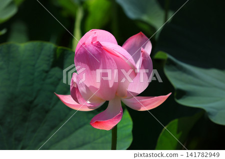 Gotoda古代蓮花沒有佐藤 141782949