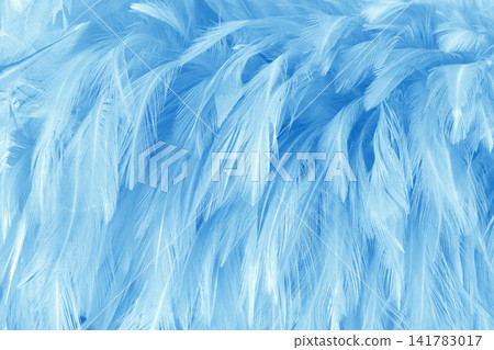 Beautiful blue pastel bird feathers pattern texture background. Beautiful blue pastel bird feathers pattern texture background. 141783017