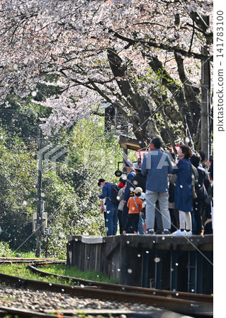 Noto Kashima Station, Noto Sakura Station, Noto Railway, Cherry Blossom Blizzard Noto Kashima Station, Noto Sakura Station, Noto Railway, Cherry Blossom Blizzard 141783100