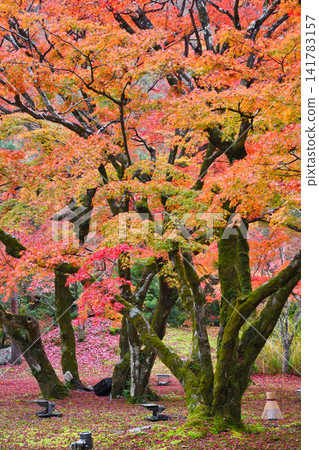 Kyoto, Hogon-in Temple, Shishiku Garden, beautiful autumn foliage (Ukyo-ku, Kyoto City, Kyoto Prefecture) Kyoto, Hogon-in Temple, Shishiku Garden, beautiful autumn foliage (Ukyo-ku, Kyoto City, Kyoto Prefecture) 141783157