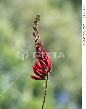 Deep red coral peppers are in bloom. Deep red coral peppers are in bloom. 141783158