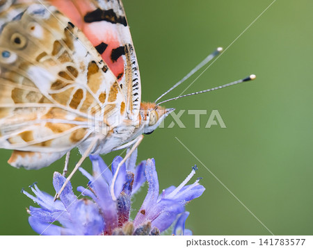 Butterflies Stuck in a Flower Butterflies Stuck in a Flower 141783577