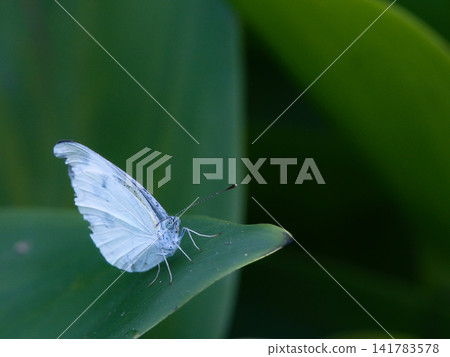 A monstrous crane that rests feathers A monstrous crane that rests feathers 141783578