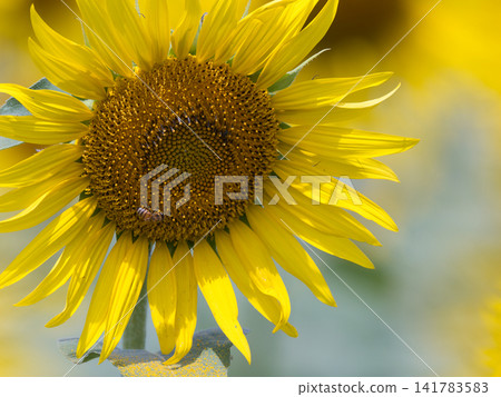 Sunflowering在夏天向日葵 Sunflowering在夏天向日葵 141783583