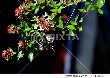 Butterflies smoking flower honey Butterflies smoking flower honey 141783665