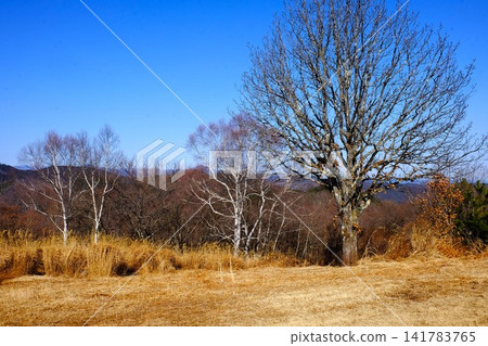 [Kanagawa Prefecture] Winter trees on the summit of Jinba Plateau and the Okutama mountain range 141783765