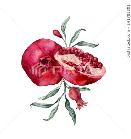Pomegranate Fruit Branch and halved pomegranate showing red arils. Hand drawn watercolor illustration of red tropical with green leaves Food on isolated background. Drawing sketch of juicy for menu. Pomegranate Fruit Branch and halved pomegranate showing red arils. Hand drawn watercolor illustration of red tropical with green leaves Food on isolated background. Drawing sketch of juicy for menu. 141783801