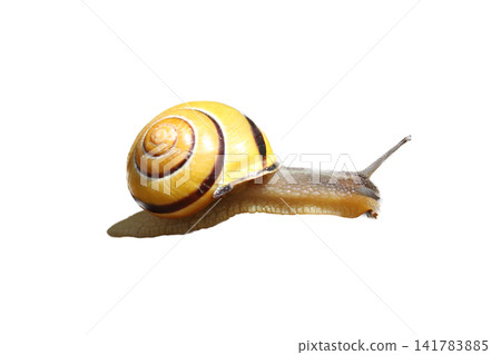 grove snail (Cepaea nemoralis) grove snail (Cepaea nemoralis) 141783885