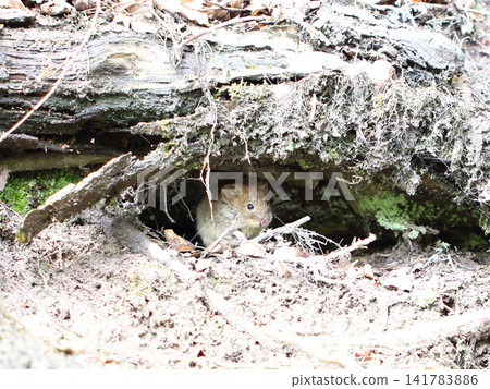 bank vole (Myodes glareolus) bank vole (Myodes glareolus) 141783886