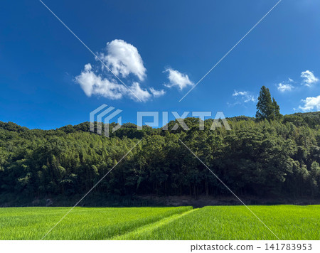 Blue sky and white clouds, lush green countryside Blue sky and white clouds, lush green countryside 141783953