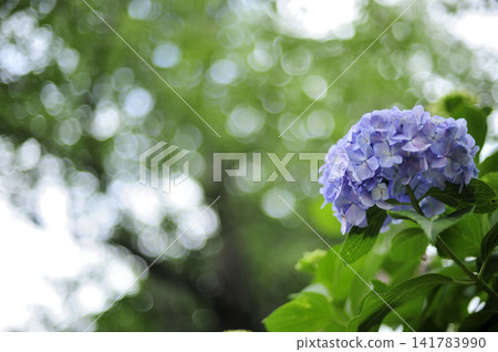 雨季的繡球花 雨季的繡球花 141783990