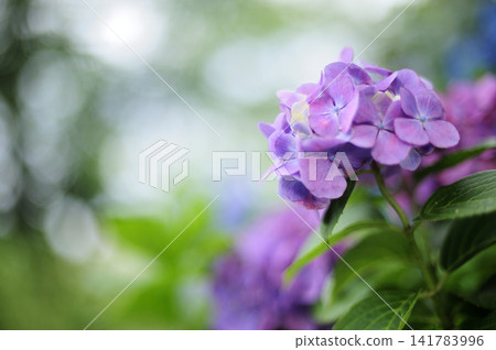 雨季的繡球花 雨季的繡球花 141783996