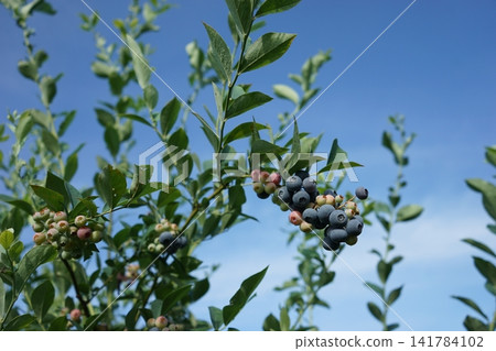 blueberry blueberry 141784102
