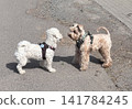 A brown Miniature Schnauzer and a Bichon Frise were seen walking off-leash near Frankfurt. 141784245