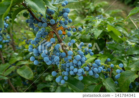 Close up of Oregon grape fruit cluster growing on green bush Close up of Oregon grape fruit cluster growing on green bush 141784341